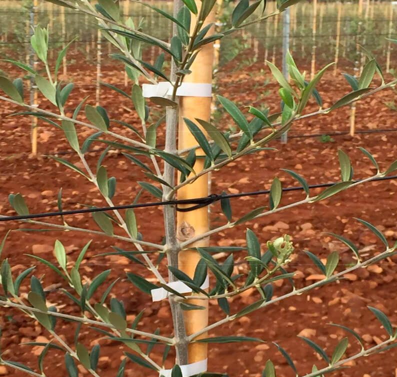 Olivar intensivo guiado con cable AGROPET