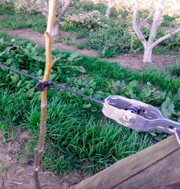 Plantación de kiwi en pérgola con cuadrícula de hilo de poliéster AGROPET en Galicia