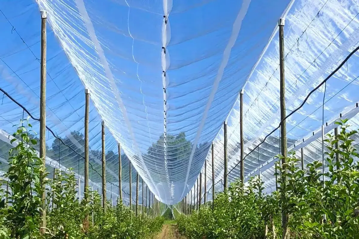 Malla antigranizo sobre frutal con cable de poliéster AGROPET
