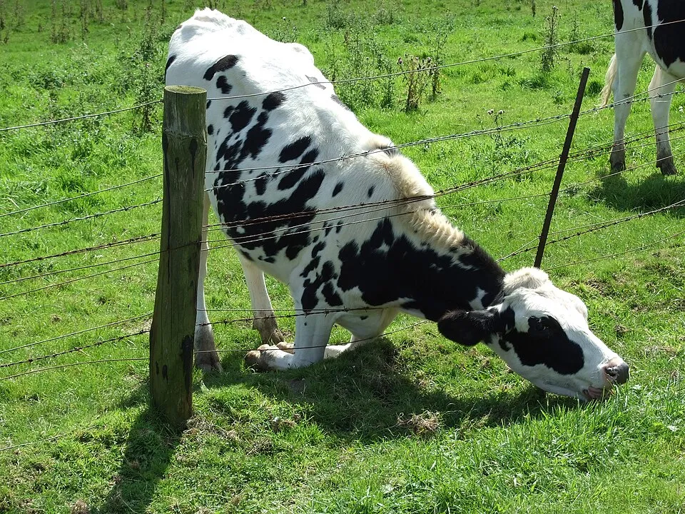 Cercado agrícola de alambre