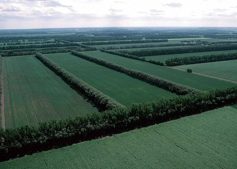 Cortavientos protegiendo un cultivo