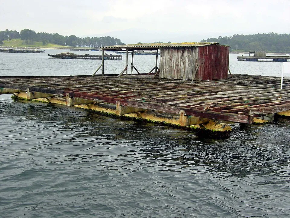 Batea de cultivo marino en una ría