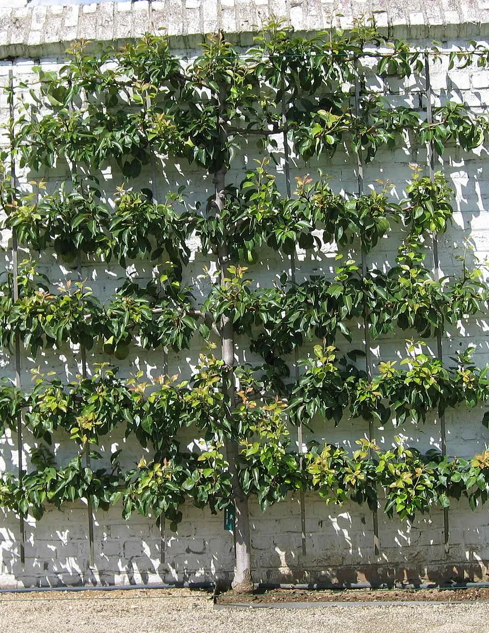 Frutal formado en palmeta