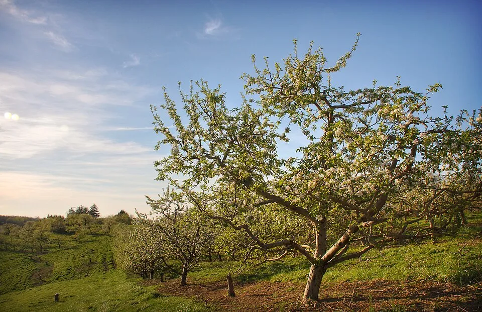 Plantación de frutales en hileras