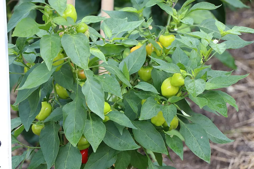 Cultivo hortícola de pimiento