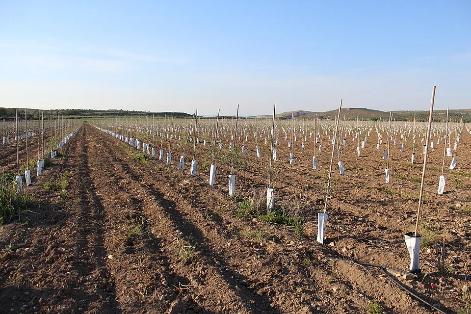 Olivar superintensivo en seto