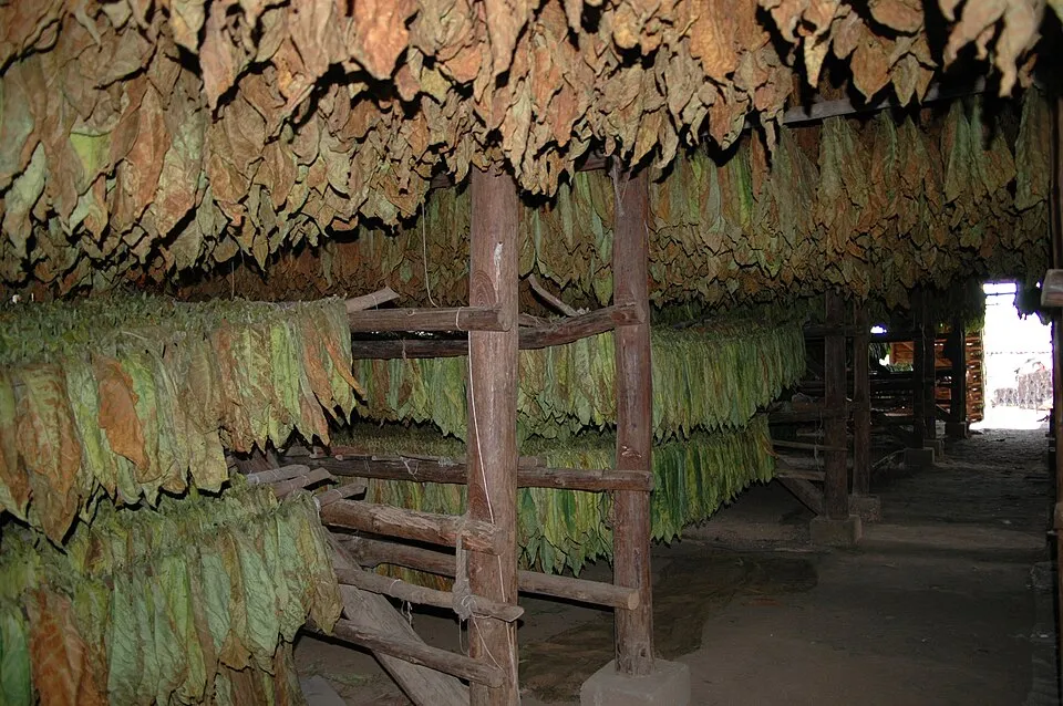 Secadero de tabaco con hojas colgadas