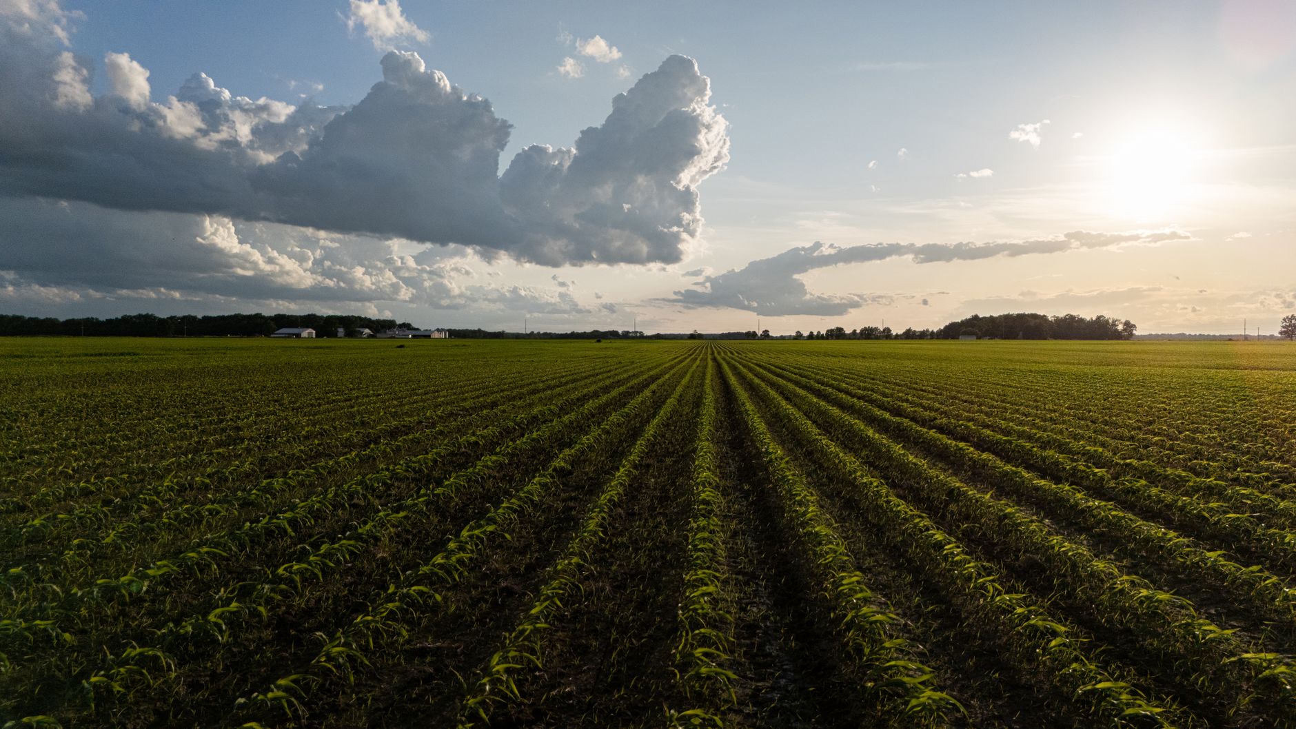 AGROPET® polyester leidraad ondersteunt wijnranken in een Limburgse wijngaard met duurzaamheid