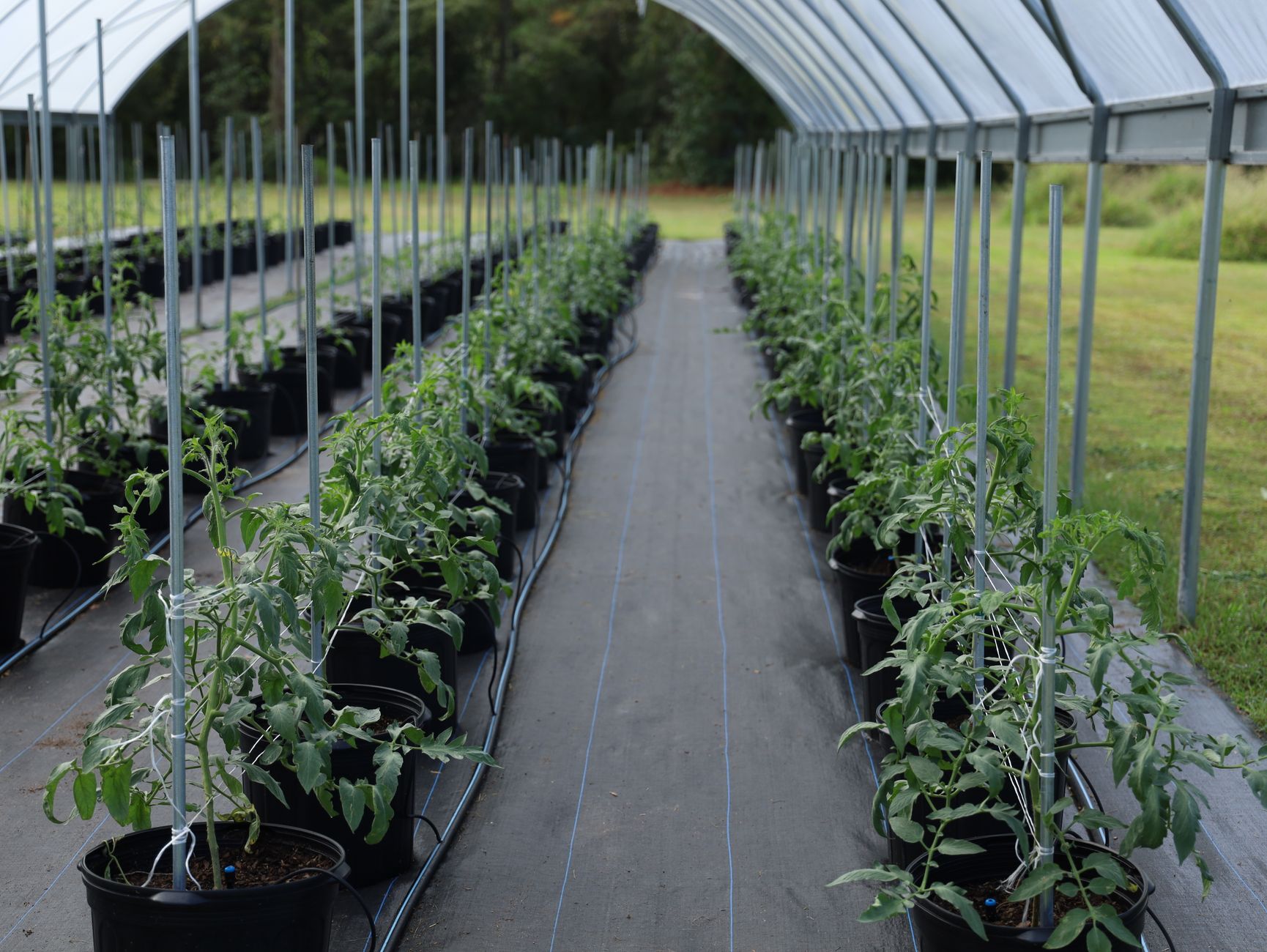 Estufa de tomate no Oeste de Portugal com sistema de suporte AGROPET®