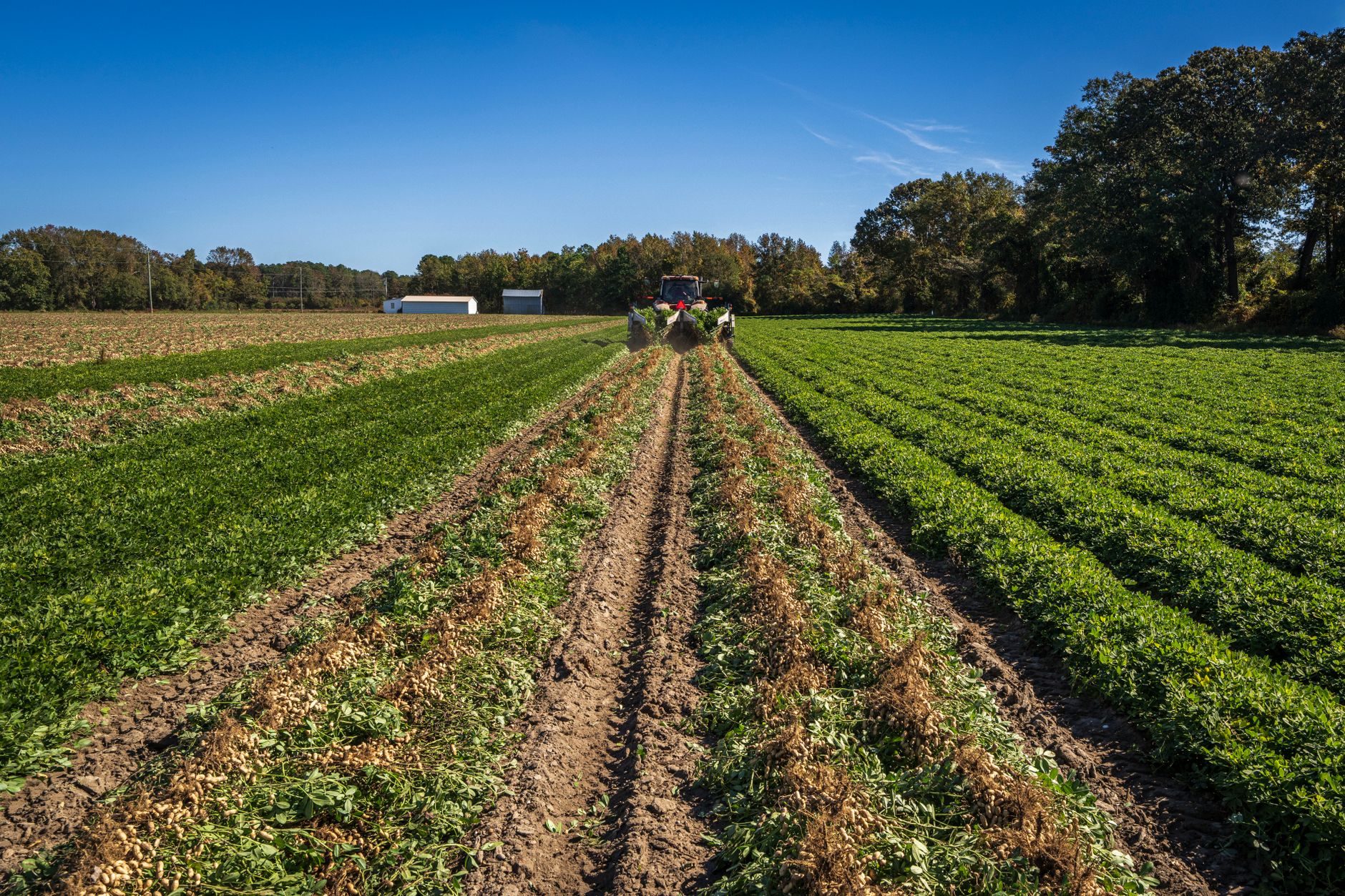 AGROPET's innovative wirework in a thriving Herefordshire hop garden