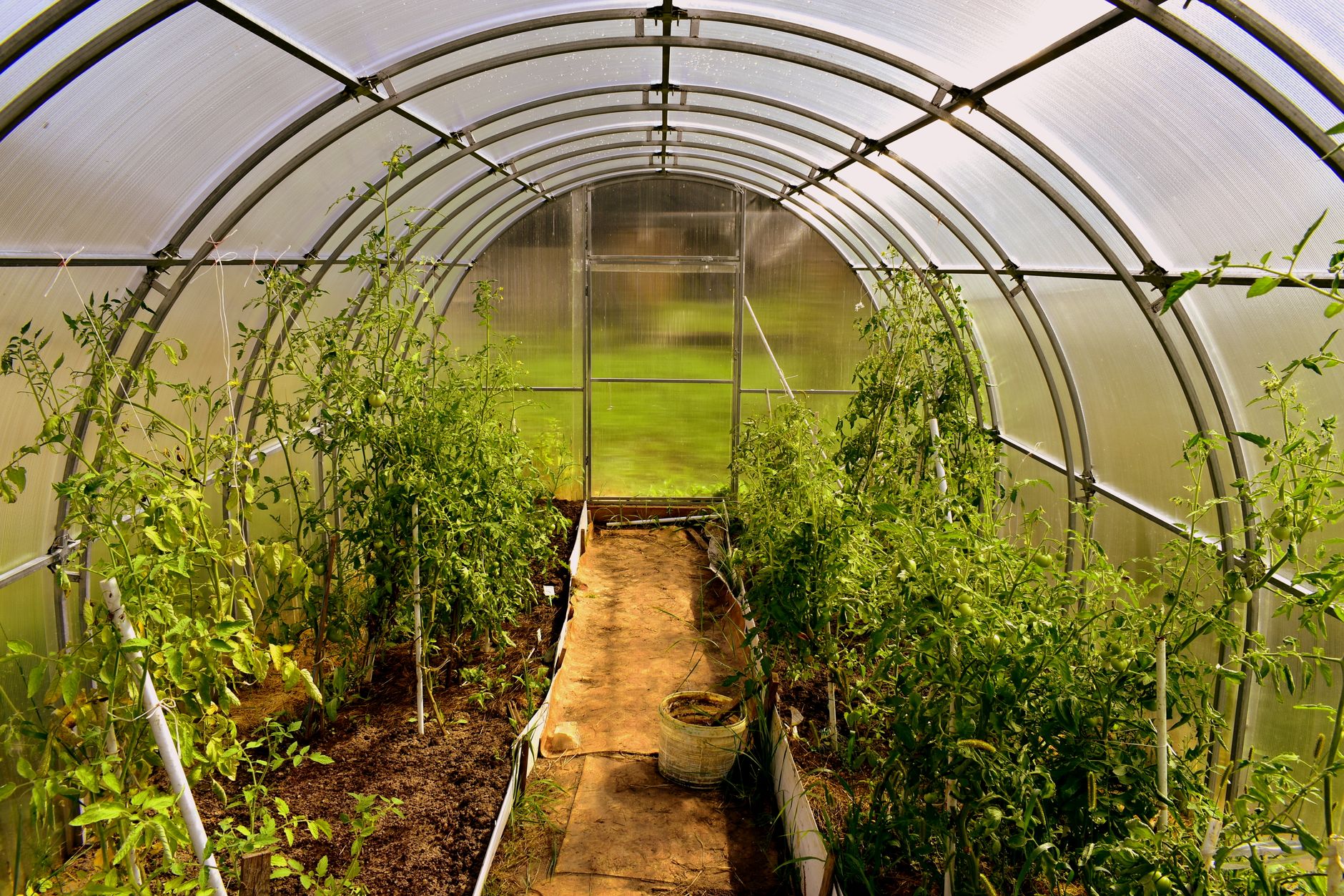 خيط بوليستر AGROPET® يدعم نباتات الطماطم داخل بيت محمي حديث في أكادير