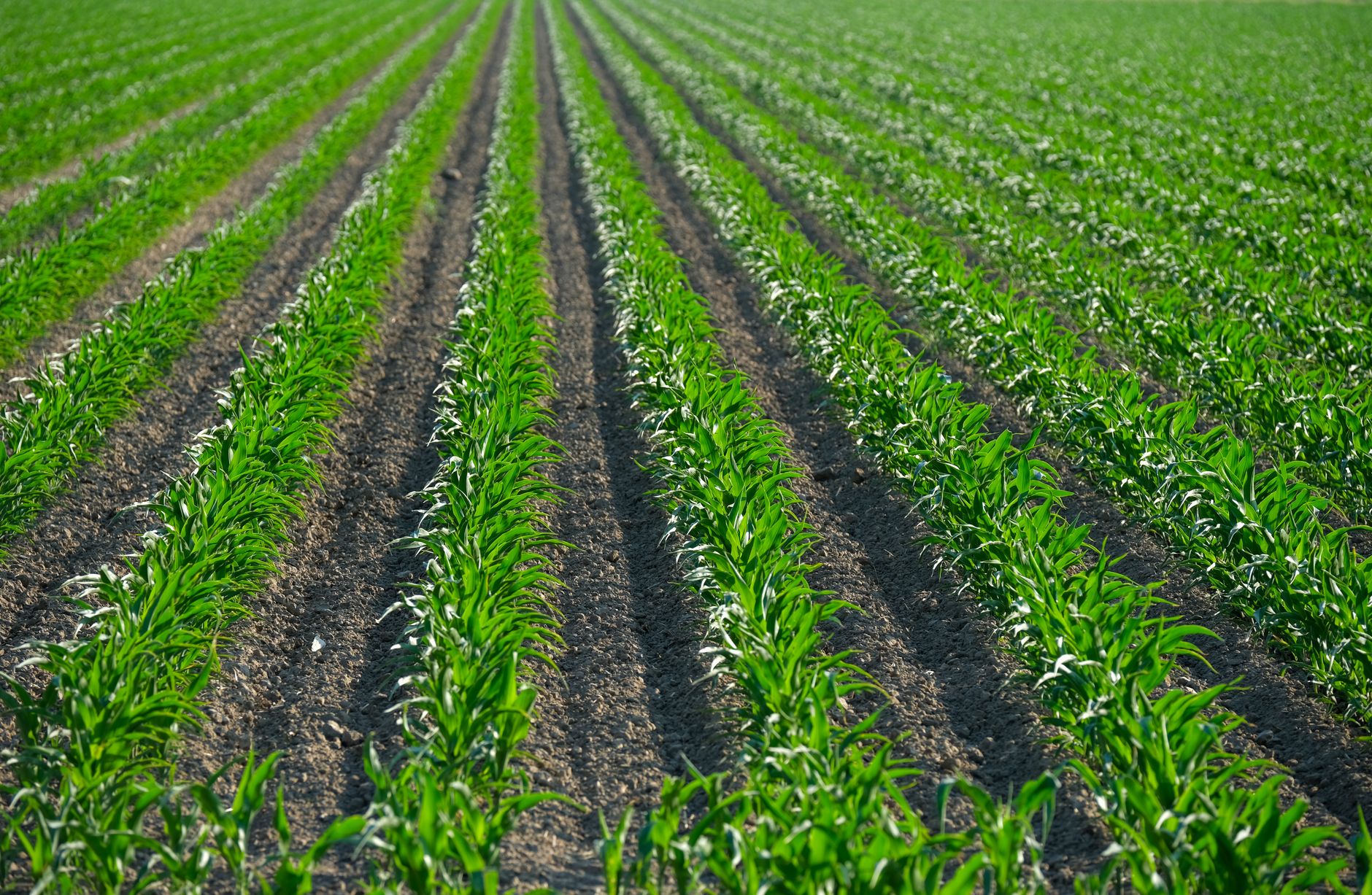 Alaşehir'de soyaşlı üzüm bağlarında AGROPET teli uygulaması