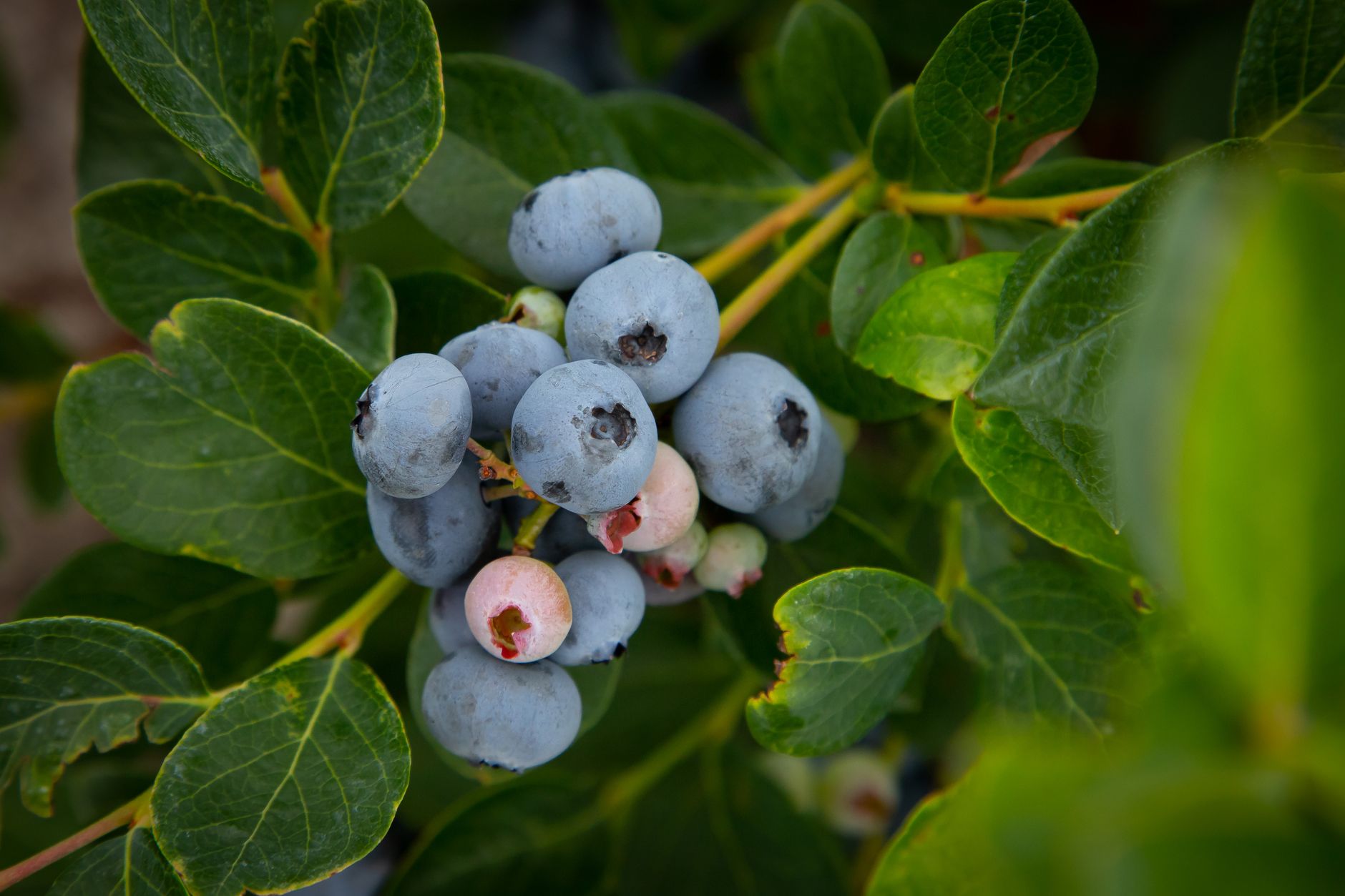 AGROPET polyester wire effectively supporting healthy blackcurrant plants in a Worcestershire field