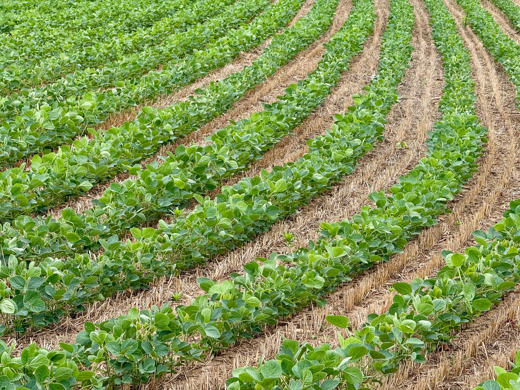 Blauwe bessen onder regenkap in de Brabantse Peel met AGROPET-draad