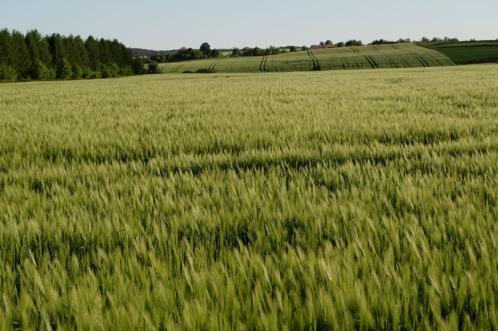 Boomkwekerij in Boskoop met duurzame AGROPET tutoren en draad in actie