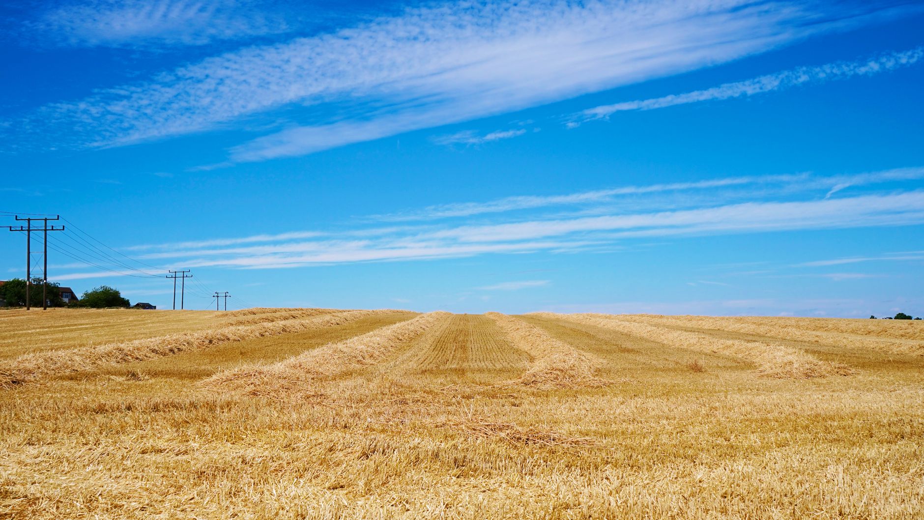 Просперуючий черешневий сад у Мелітополі з підтримкою AGROPET