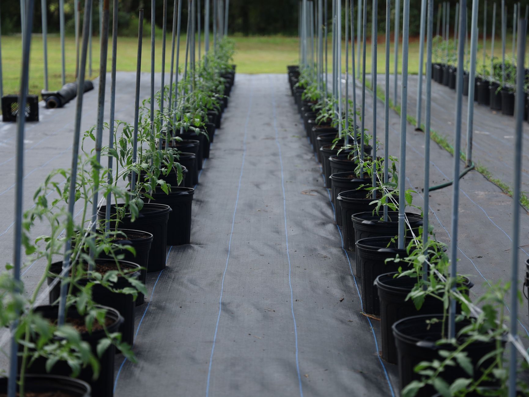 Tomatenplanten in een moderne kas met draadloos telen systeem
