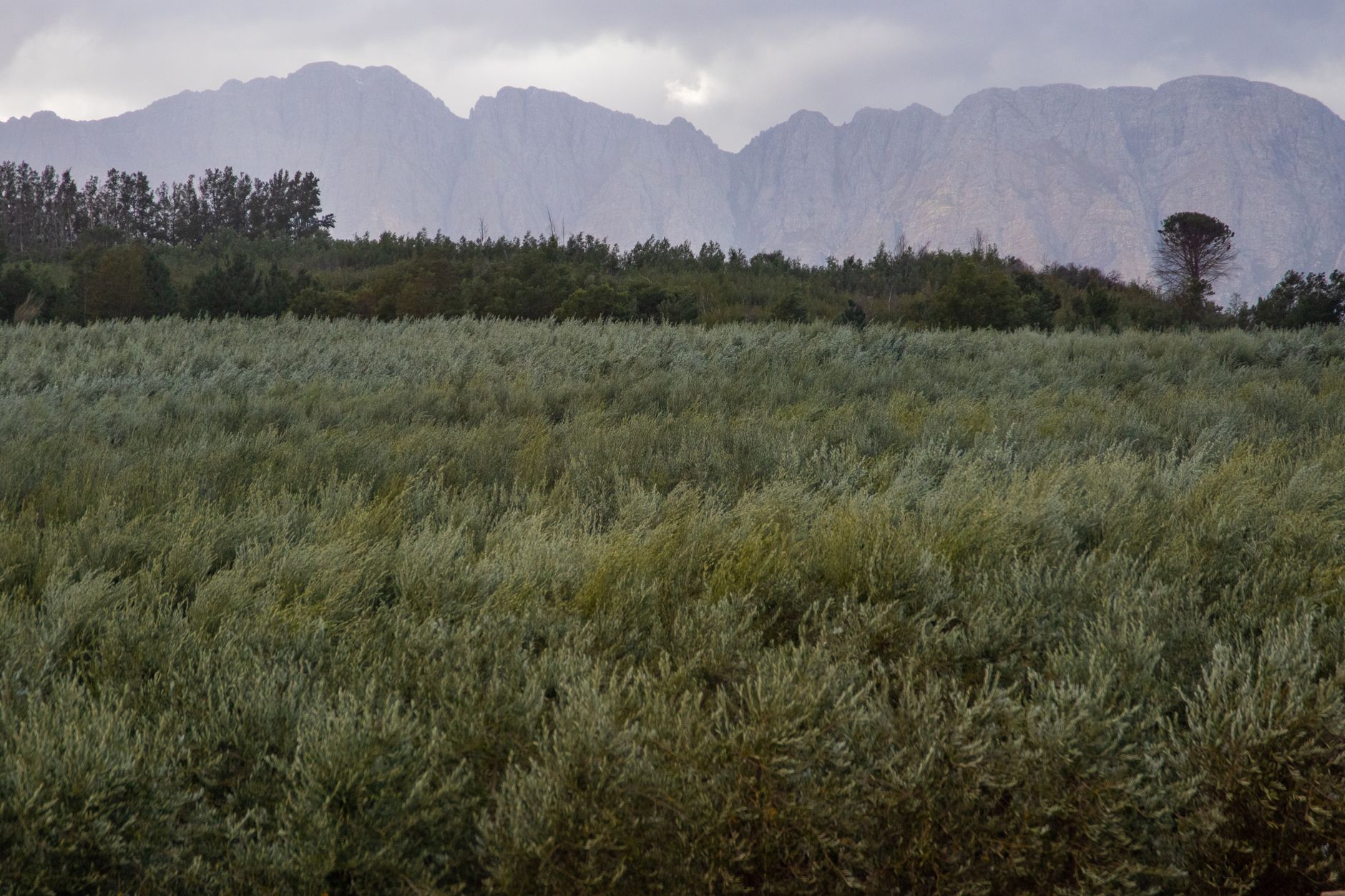 Sistema de espaldera con cable de poliéster AGROPET® en una plantación de duraznos en Cochabamba.