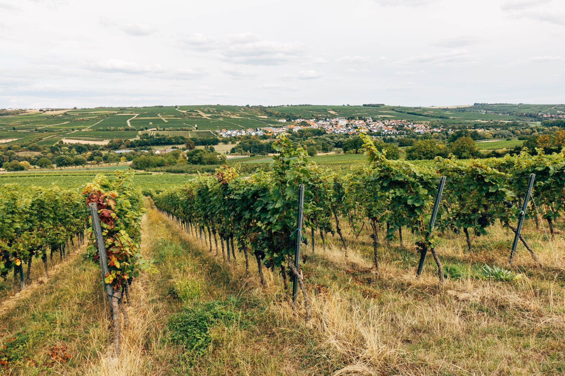 Vinhas em latada/bardo no Douro com espaldeira de AGROPET, mostrando durabilidade e resistência