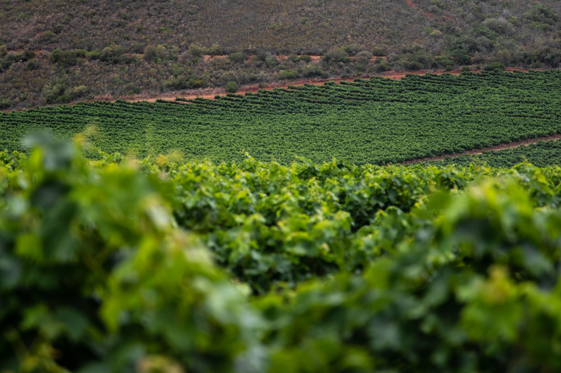 Viñedos en espaldera bajo el sol de Rioja y Ribera del Duero