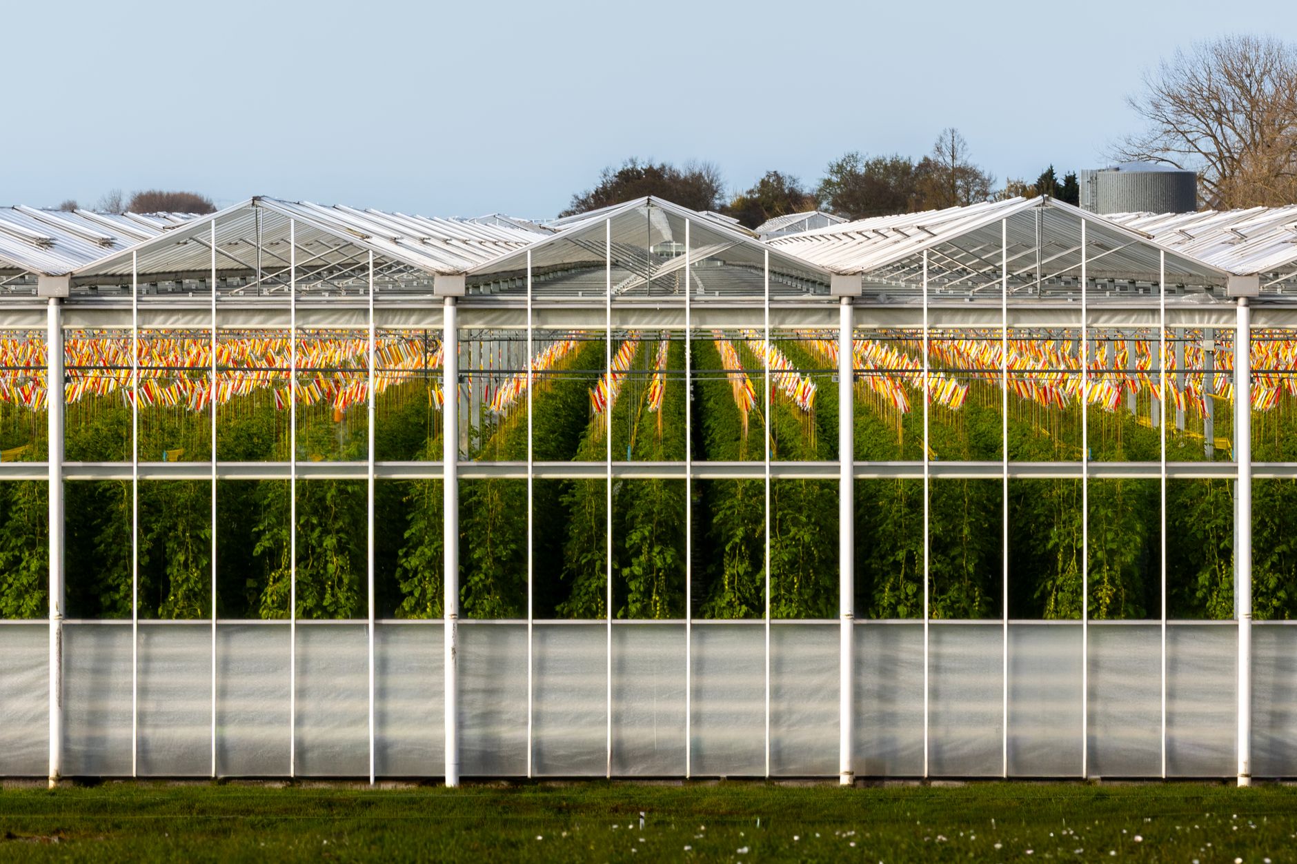 Fil de palissage en polyester pour serres de tomate à Agadir - Solution durable et anti-rouille