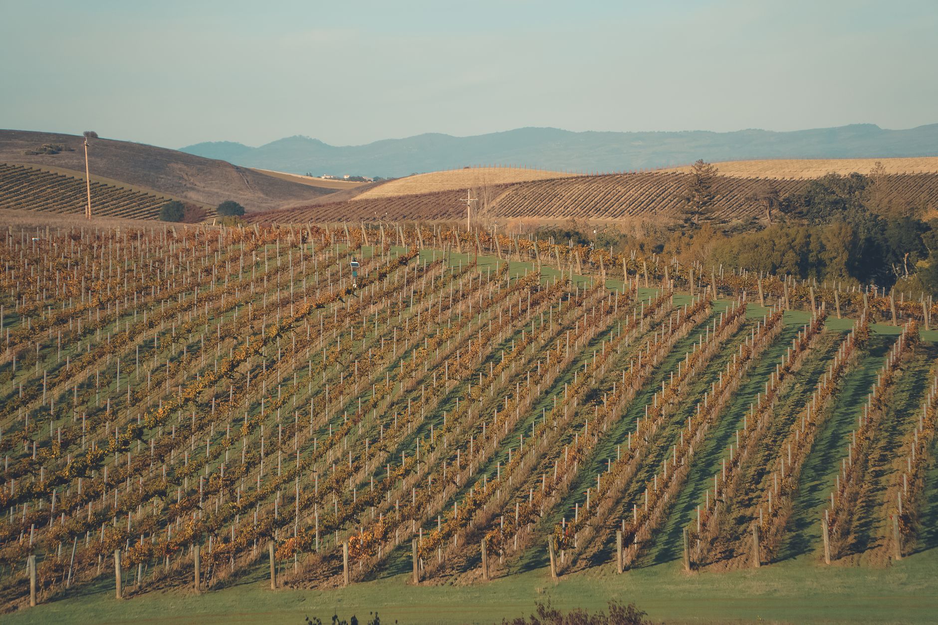 Vigneto di Sangiovese nel Chianti con filari AGROPET