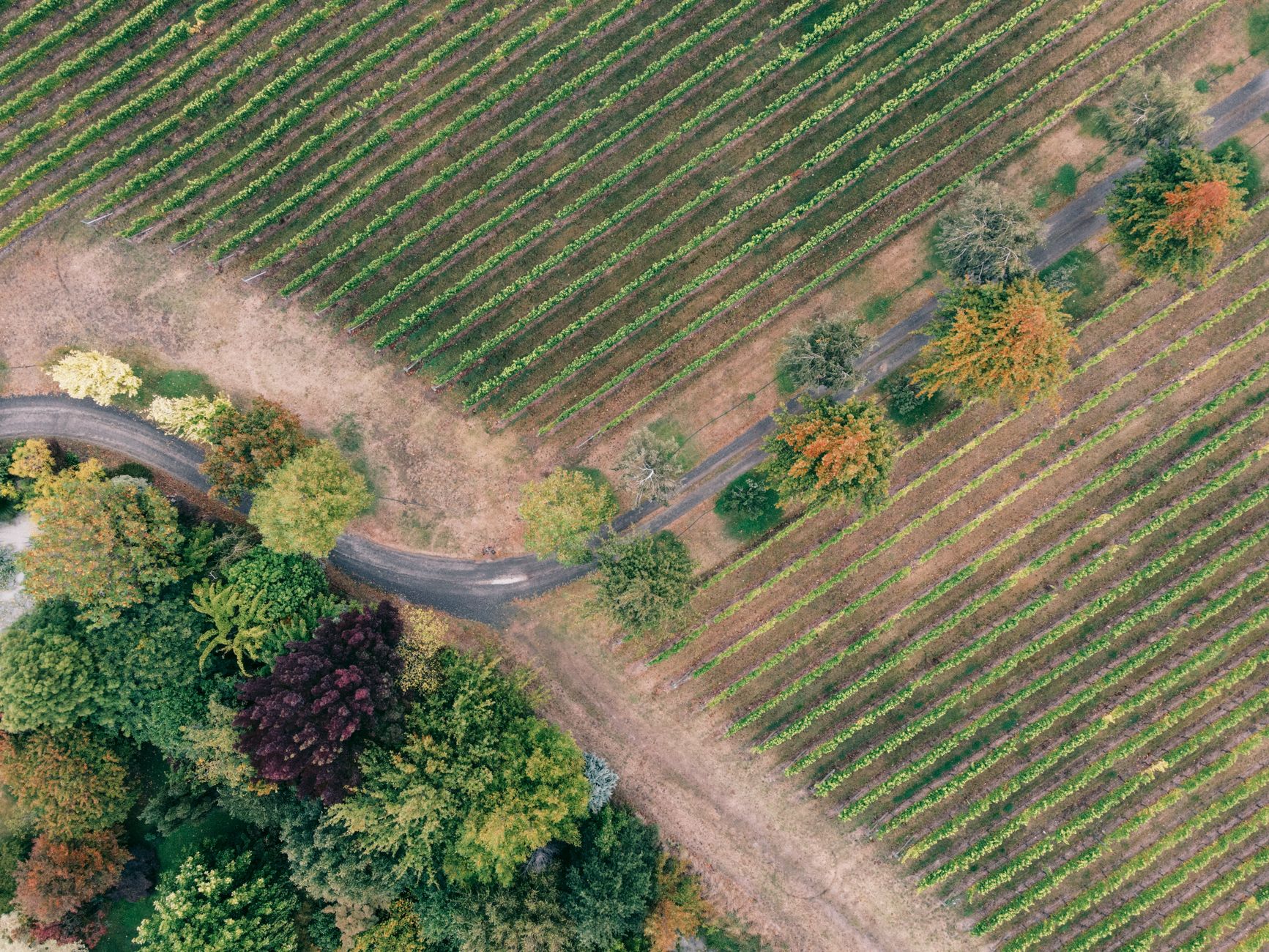 Fios de poliéster AGROPET® suportando uma vinha em cordão no Vinho Verde.