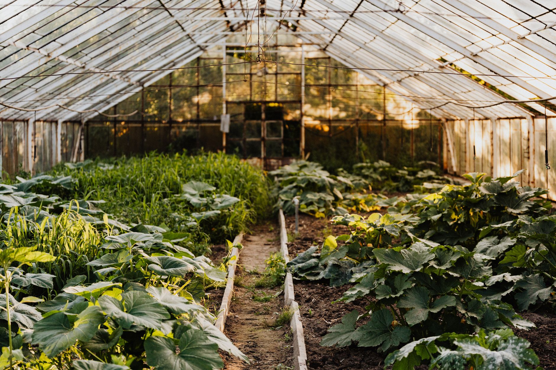 Invernadero de rosas en la Sabana de Bogotá con soportes de POLIÉSTER AGROPET® para cultivo intensivo sostenible.