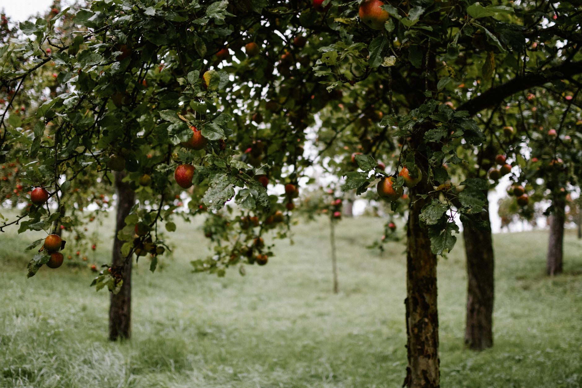 Exemple de palissage et attache efficace pour frutales à Fez avec le fil polyester AGROPET