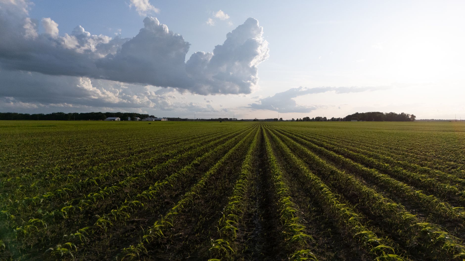Komkommerplanten in hogedraadteelt met AGROPET teeltdraad in Venlo