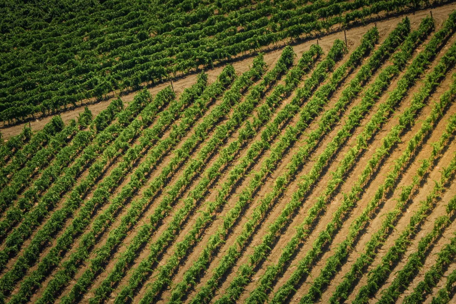 Сучасний інтенсивний яблуневий сад з AGROPET у України