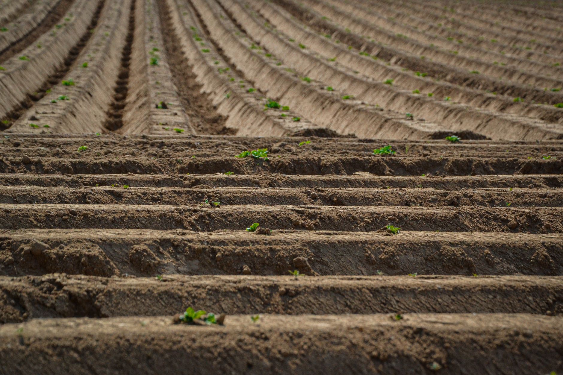 Nowoczesna konstrukcja sadu jabłoniowego z linką AGROPET w okolicach Grójca