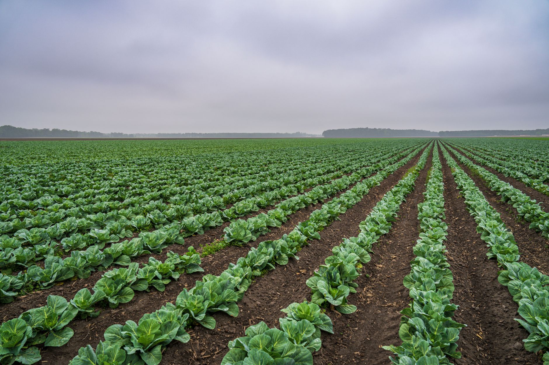 Kumluca serasında AGROPET ile bitki askısı çözümü