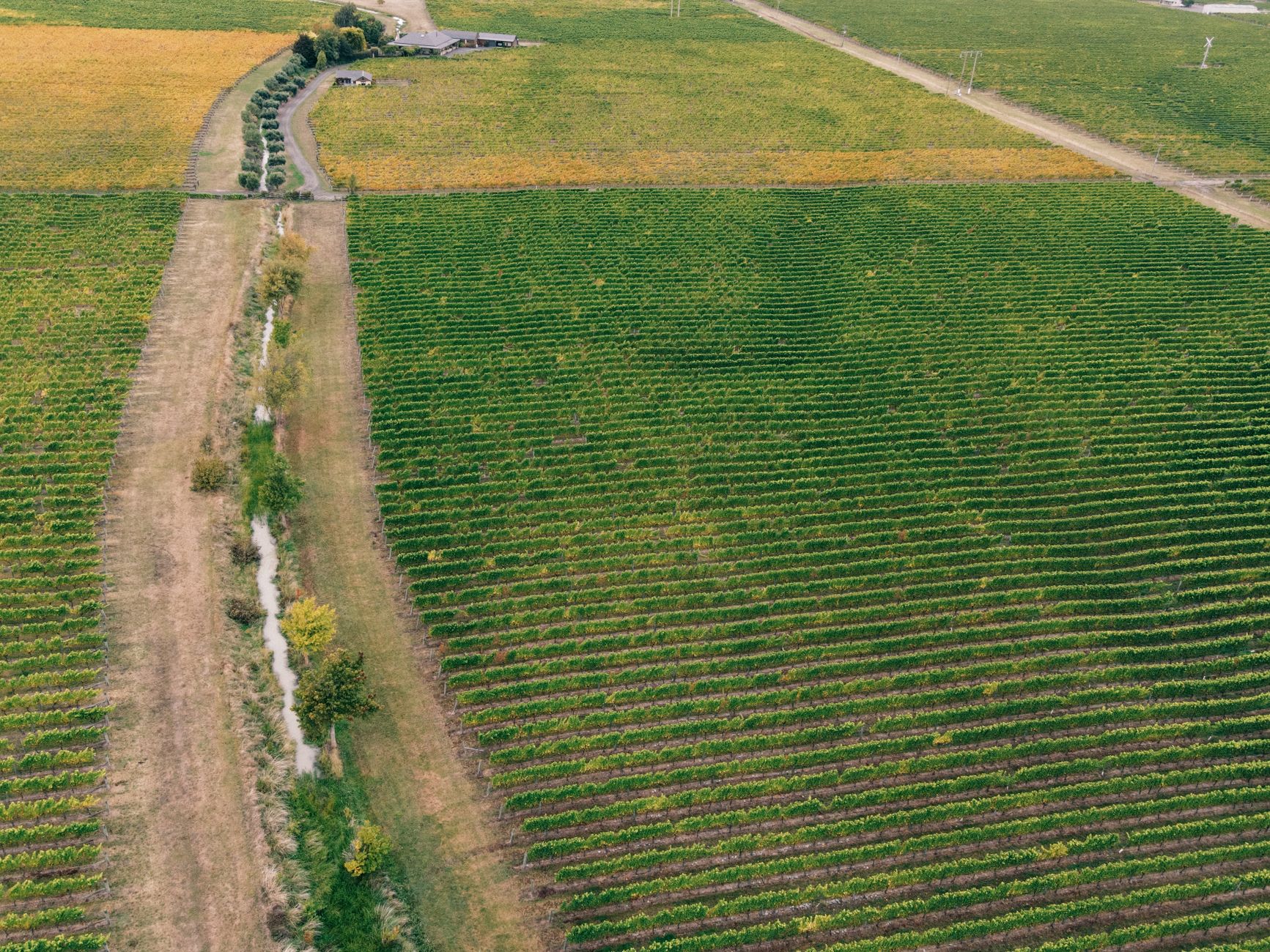 Detalles de la espaldera de viña con poliéster AGROPET en un viñedo de Los Cintis