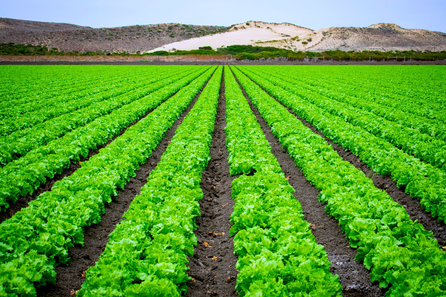 Урожай огурцов на шпалерных линиях AGROPET® в теплице Ростовской области