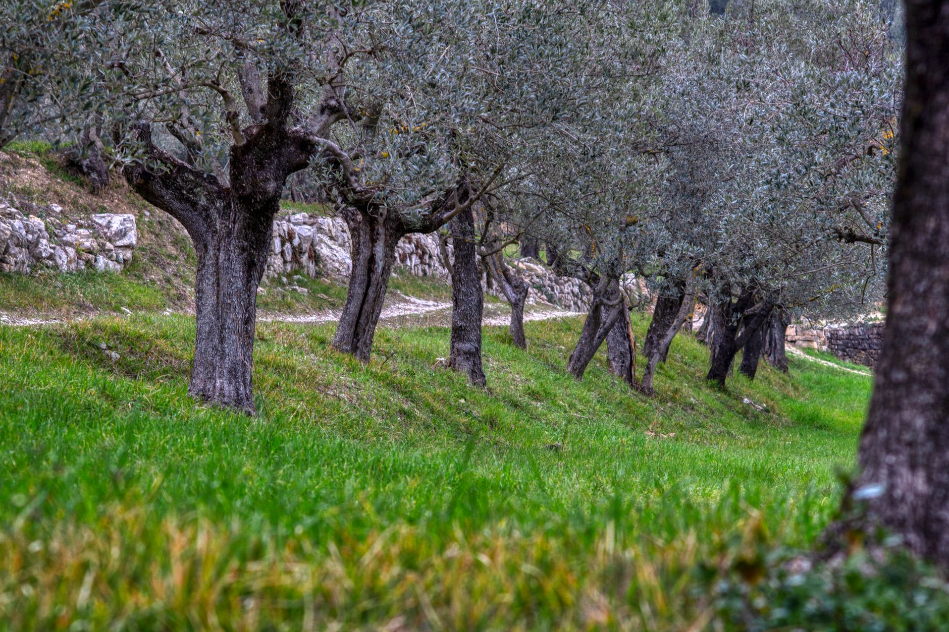Olivera em sebe no Alentejo sob sol português