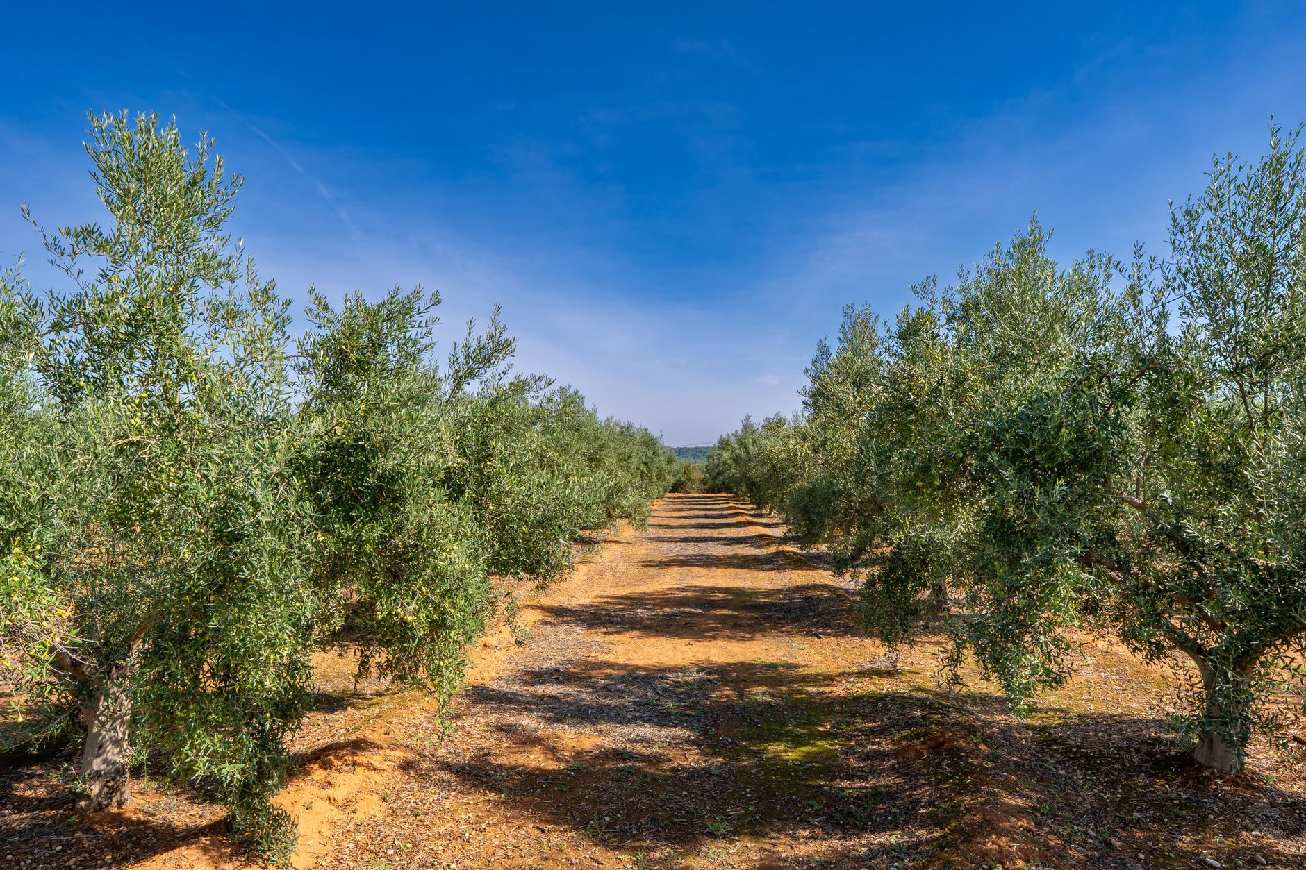 Oliveto pugliese a spalliera rinnovato con monofilo AGROPET