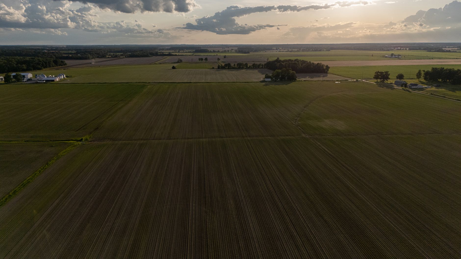 Опора для голубики и малины из AGROPET - современное садоводство