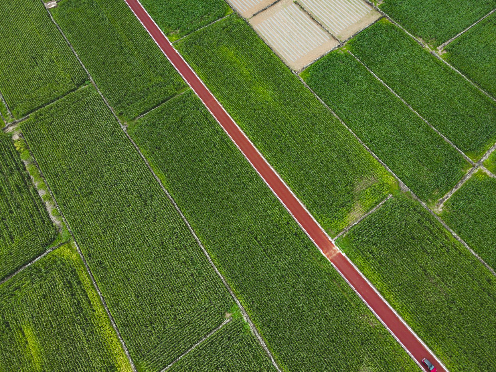 Ordu fındık bahçesinde AGROPET® polyester tel ile desteklenen fındık dalları ve teras uygulama görüntüsü