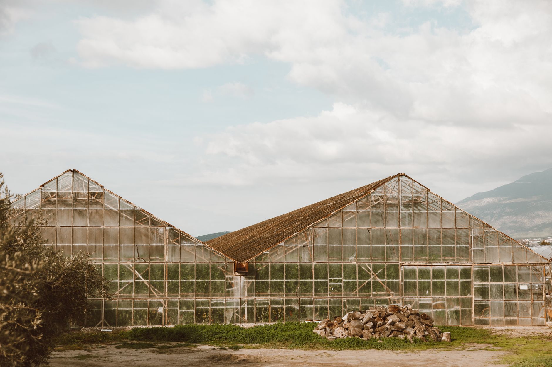 Palme à dates en invernadero avec fil polyester AGROPET pour palissage