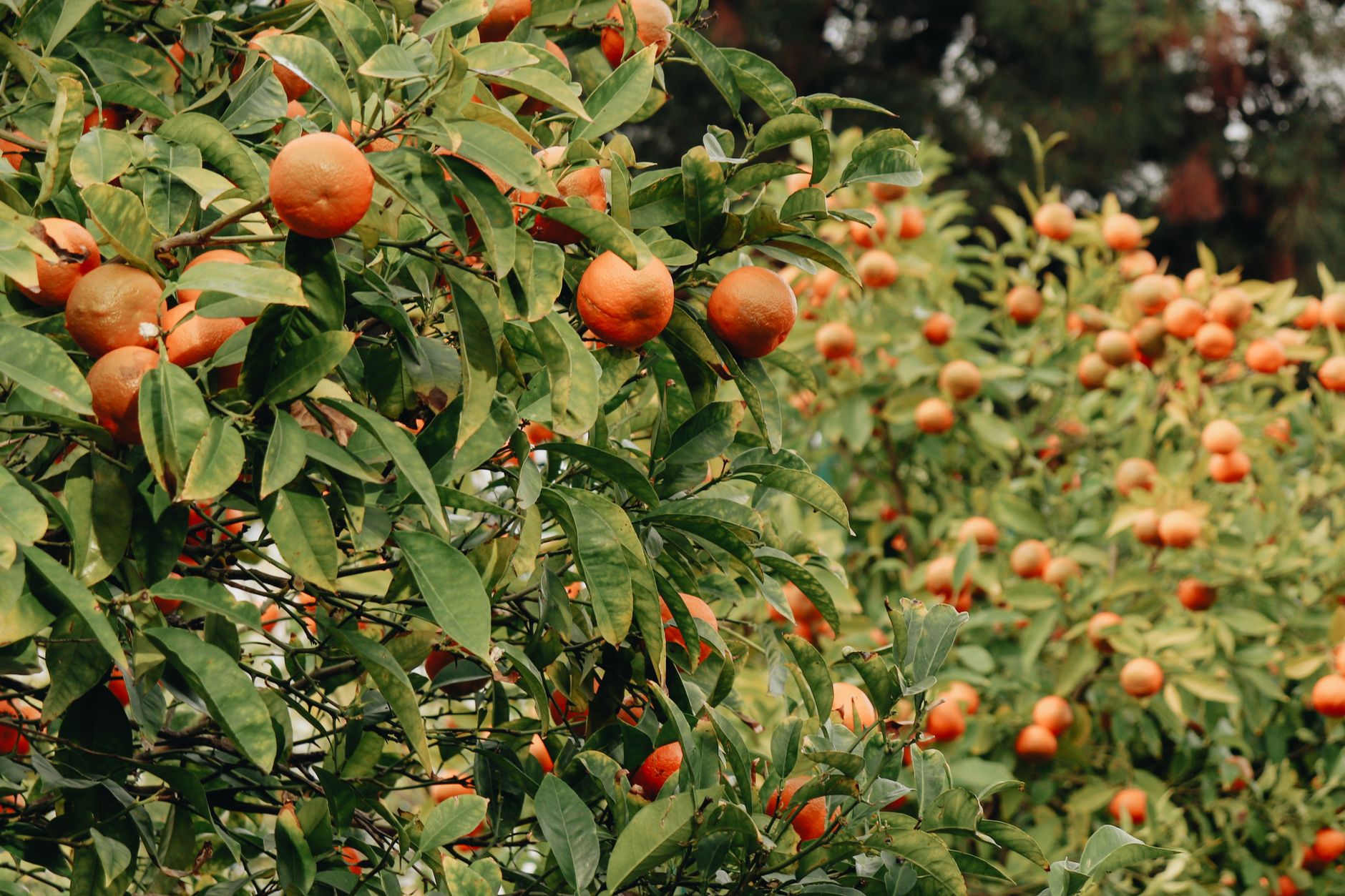 Palissage de citrus avec fil polyester AGROPET® à Mitidja - Solution durable et efficace