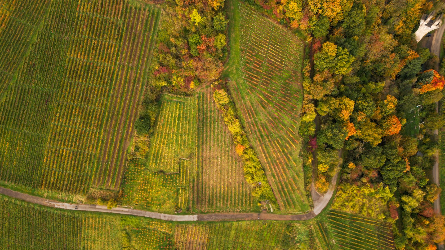 Vignoble algérien historique avec palissage en fil polyester AGROPET® anti-corrosion.