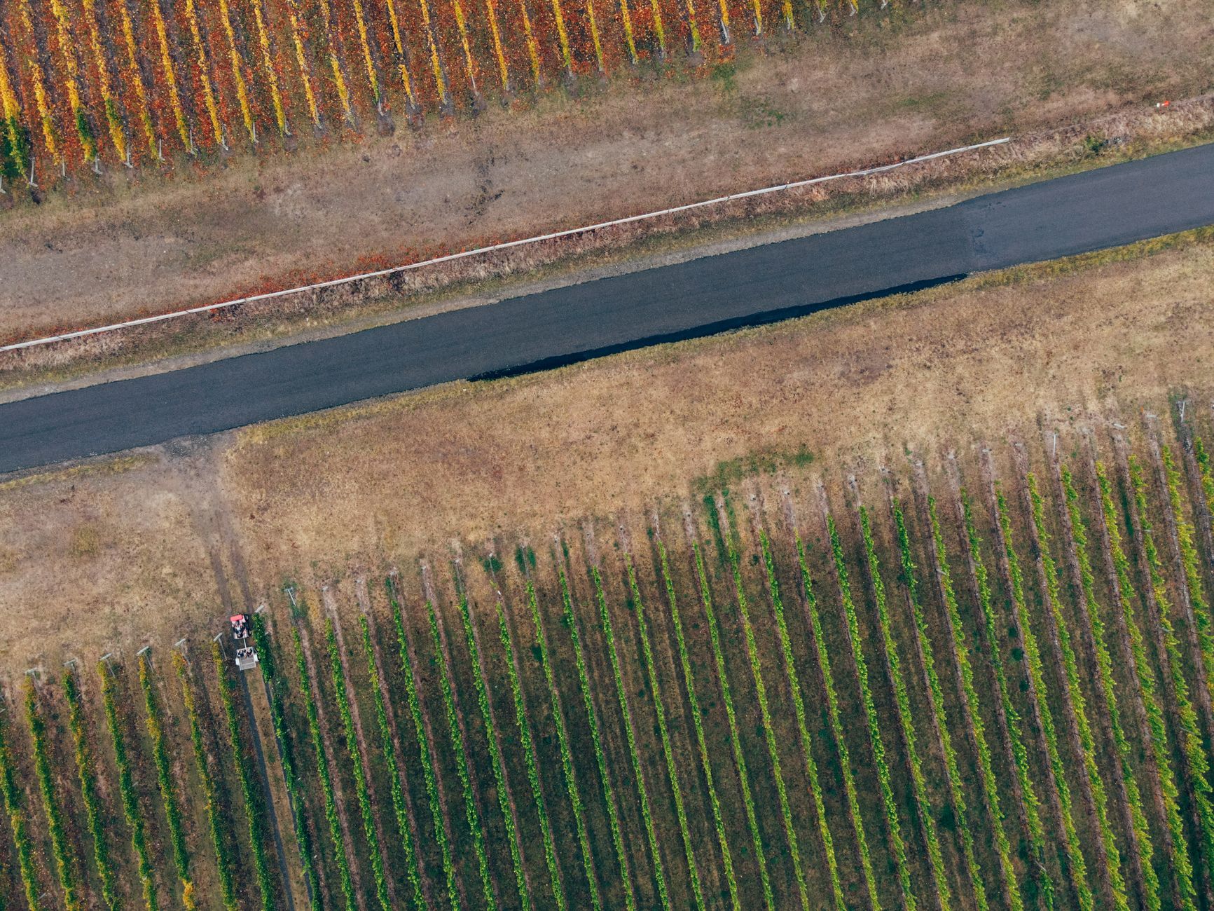 Vigneto di Prosecco con filari in salute grazie al cavo PET