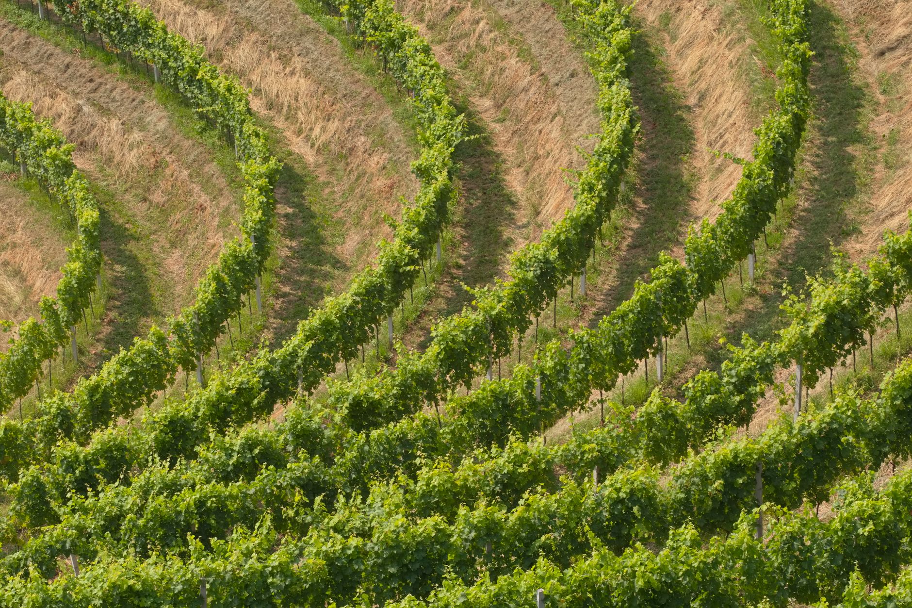 Sussex sparkling wine vineyard utilizing AGROPET's rust-free trellising system for optimal grape support