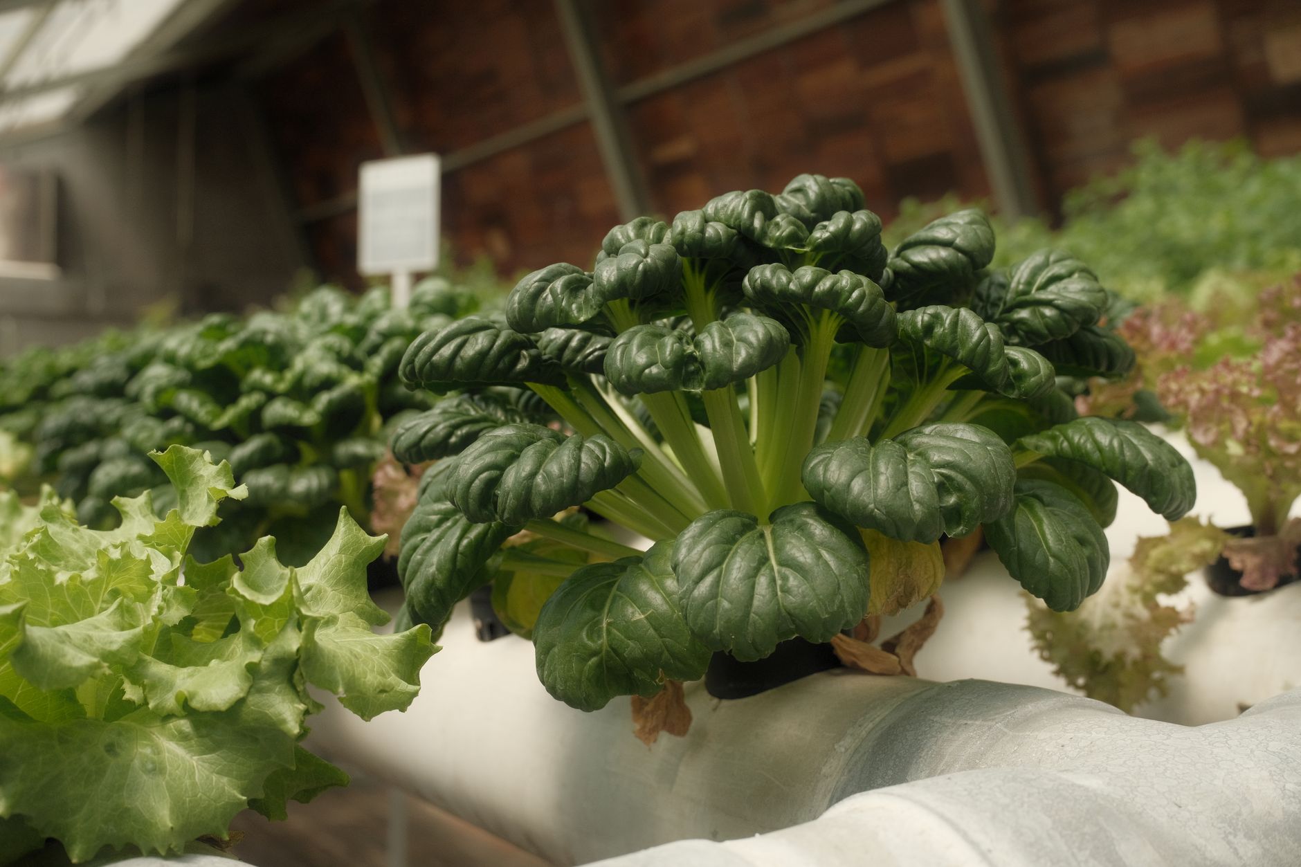 Soporte de POLIÉSTER AGROPET® en cultivo de rosas invernadero Cayambe