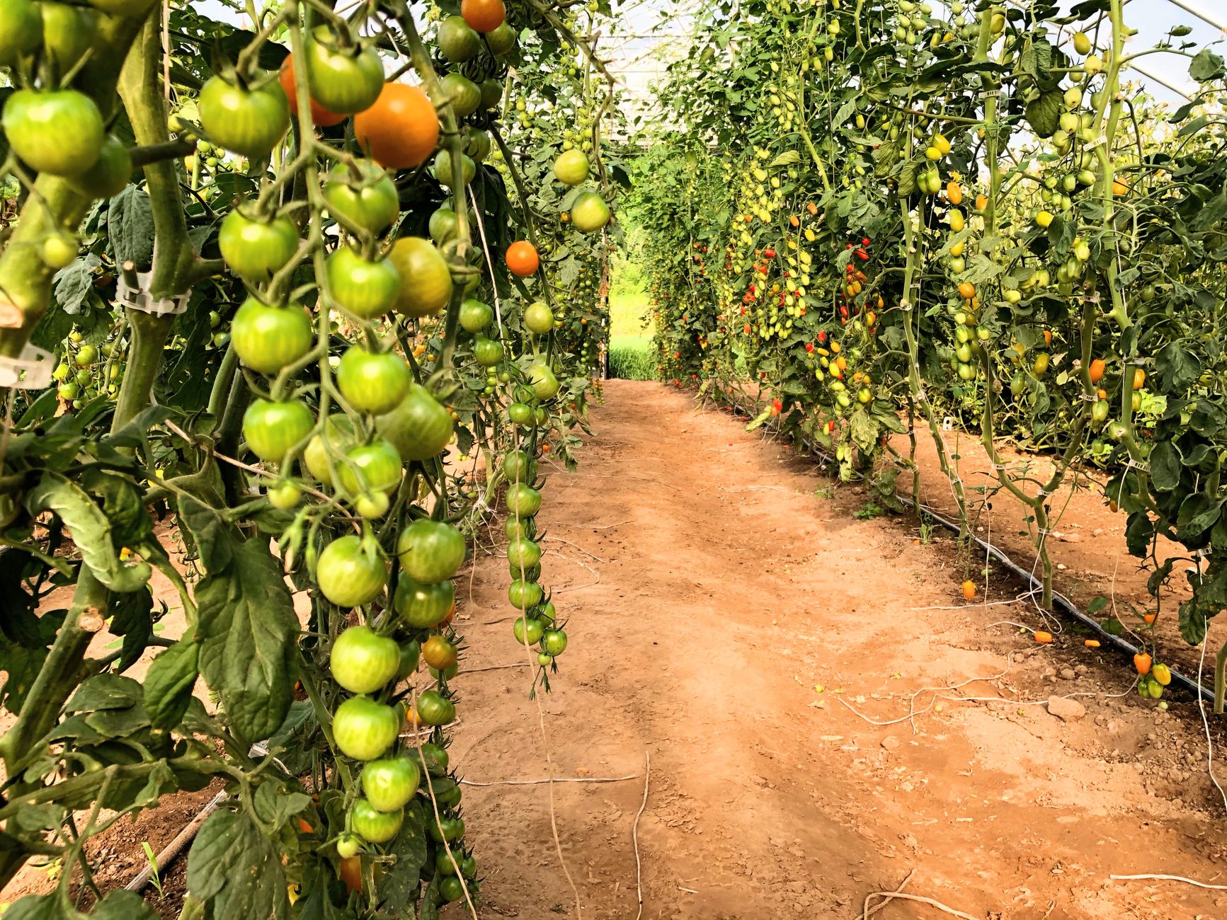AGROPET® Polyester-Monofilament-Rankhilfen für Tomaten im Gewächshaus in der Pfalz