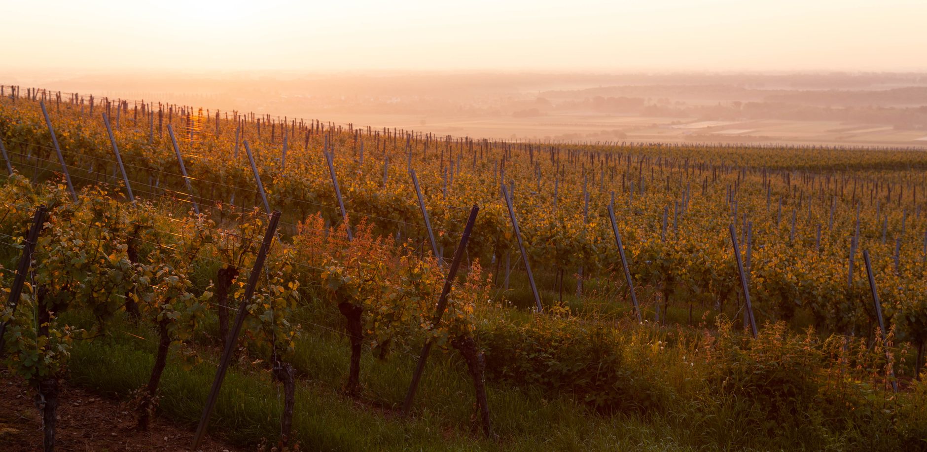 Dettaglio di tensionatura AGROPET in un vigneto di Nebbiolo a Langa