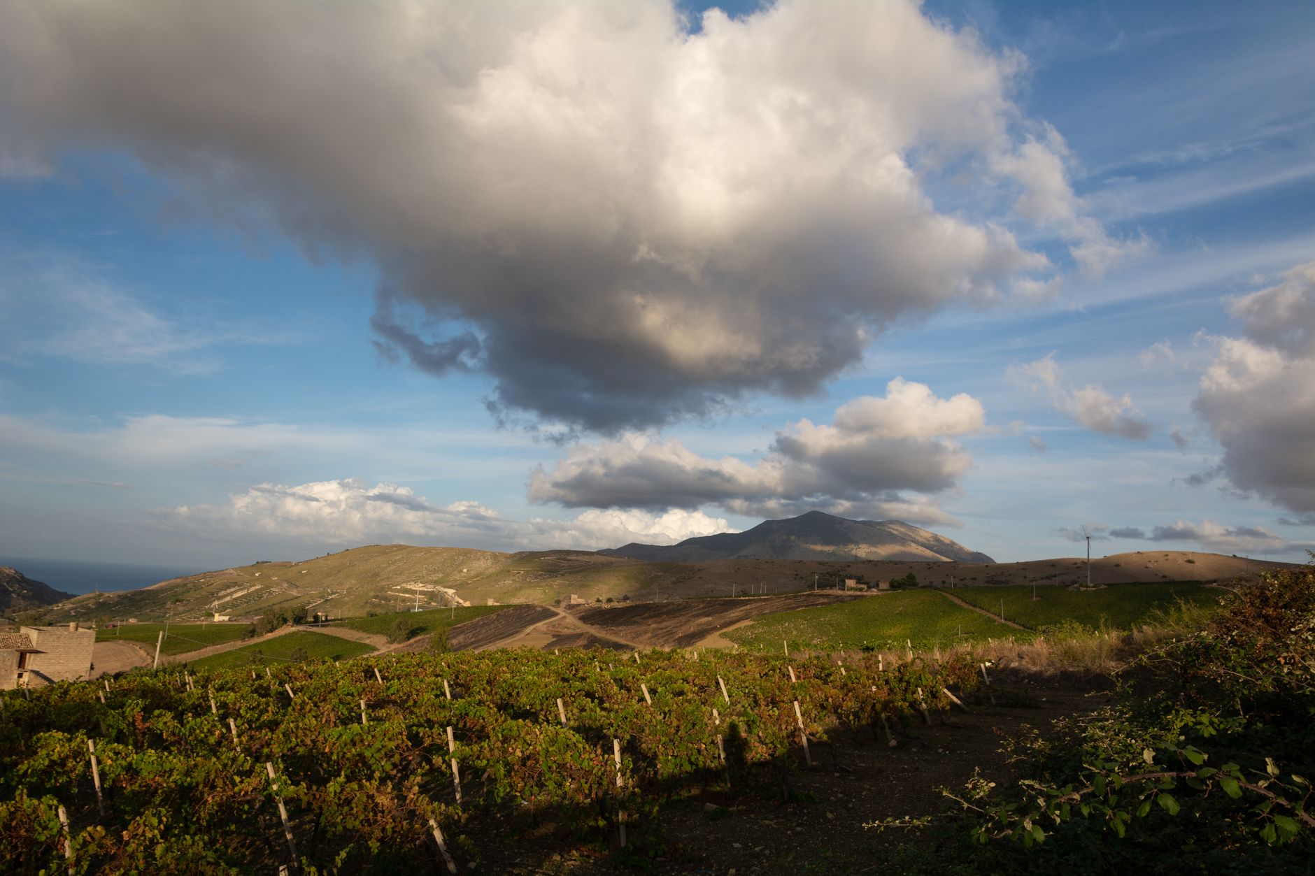 Viñedo en espaldera en la Región del Maule con tecnología AGROPET®