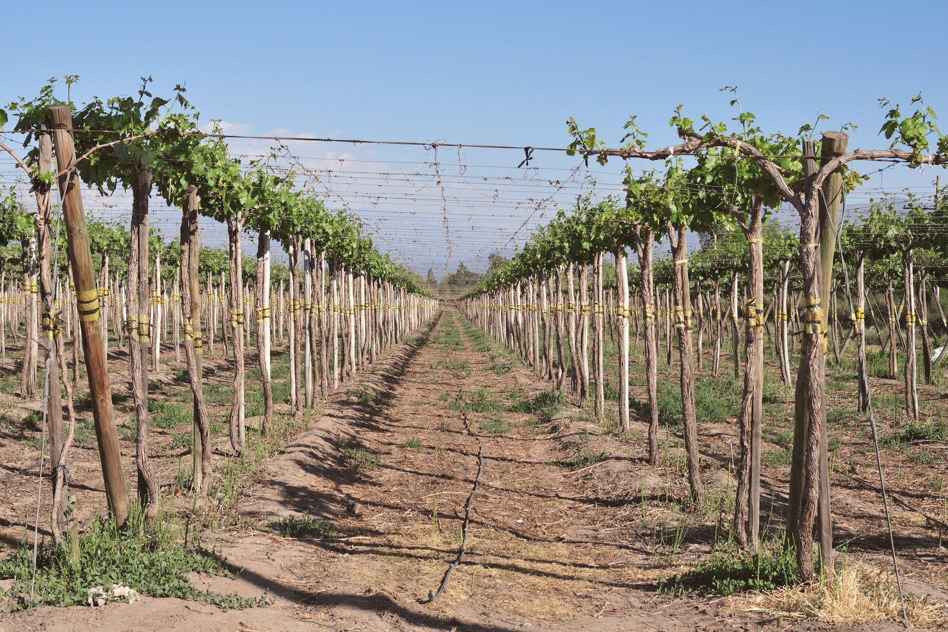 Viñedos de Colchagua modernizados con hilo de poliéster AGROPET