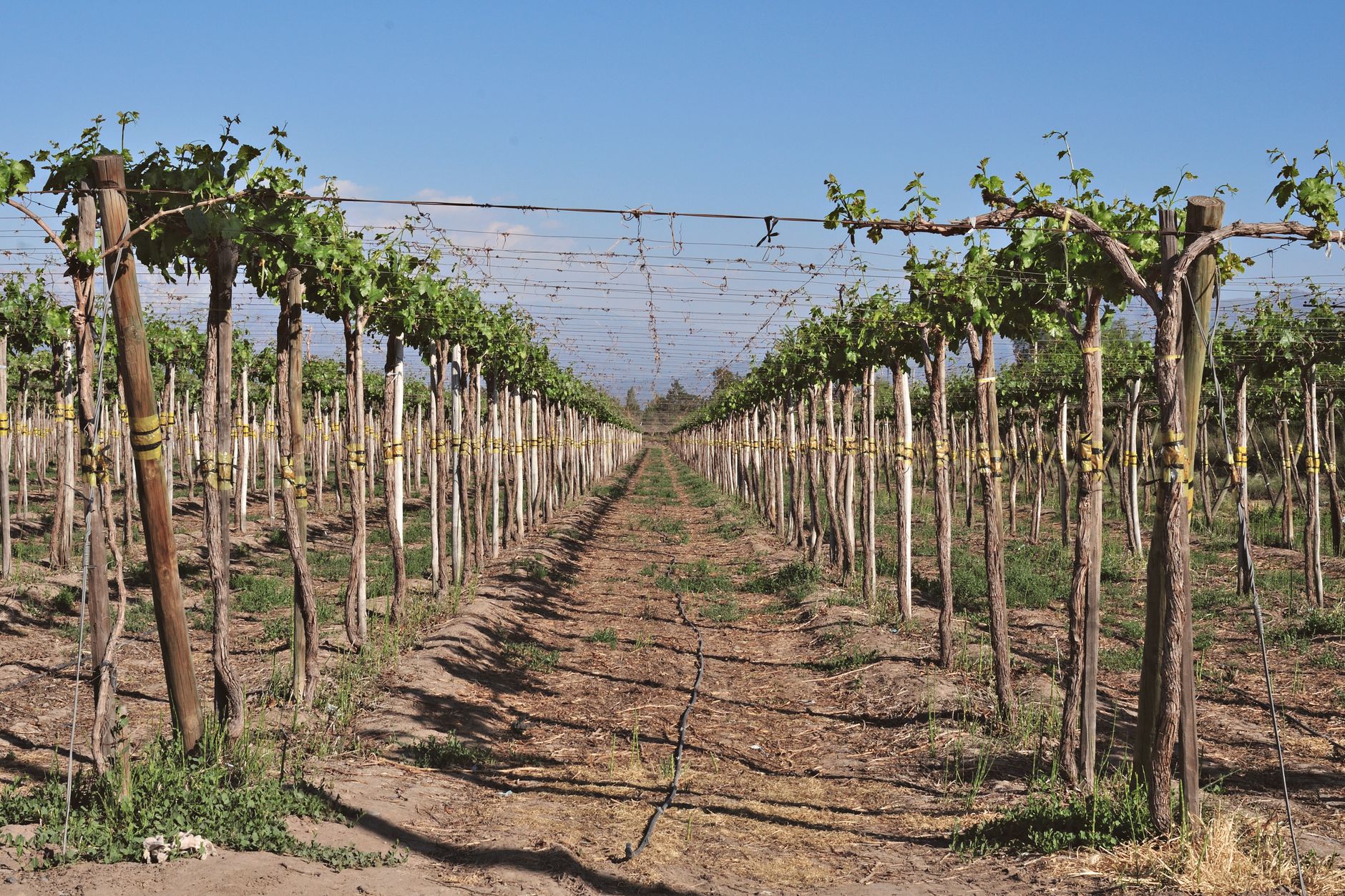 Viñedo de Malbec en Mendoza modernizado con hilo de poliéster AGROPET